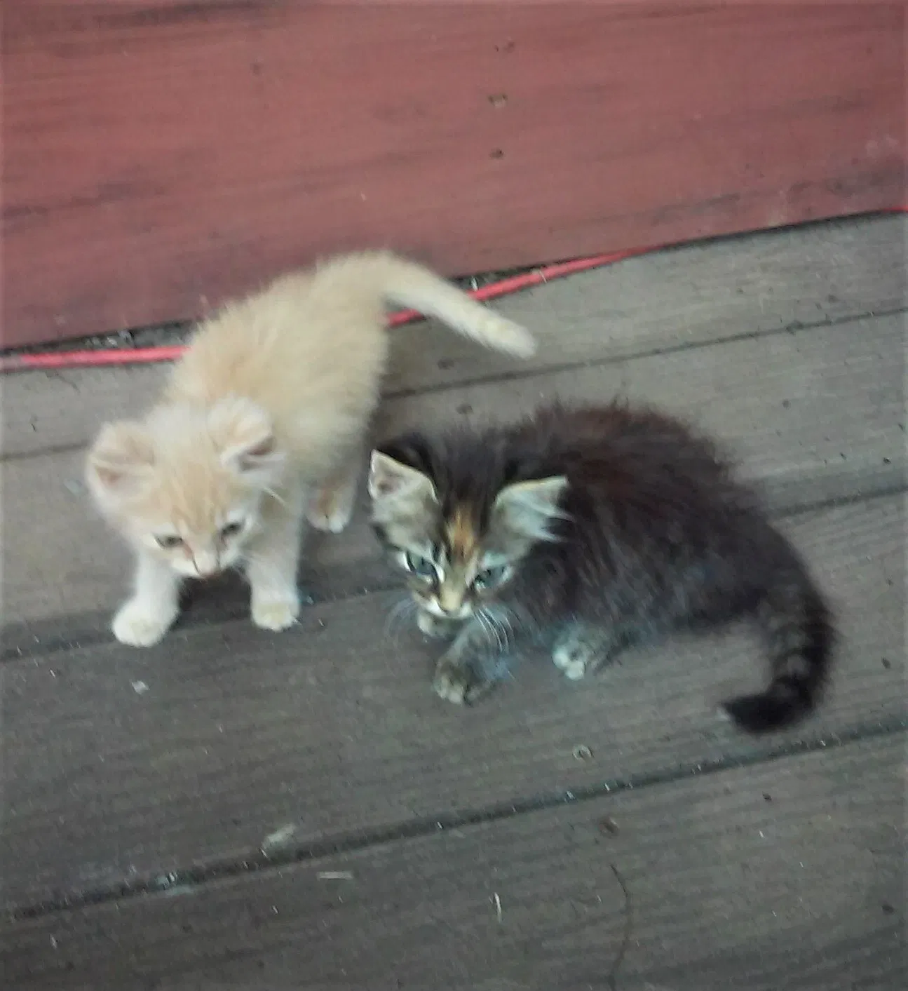 Found cat in Monticello, KY, 42633