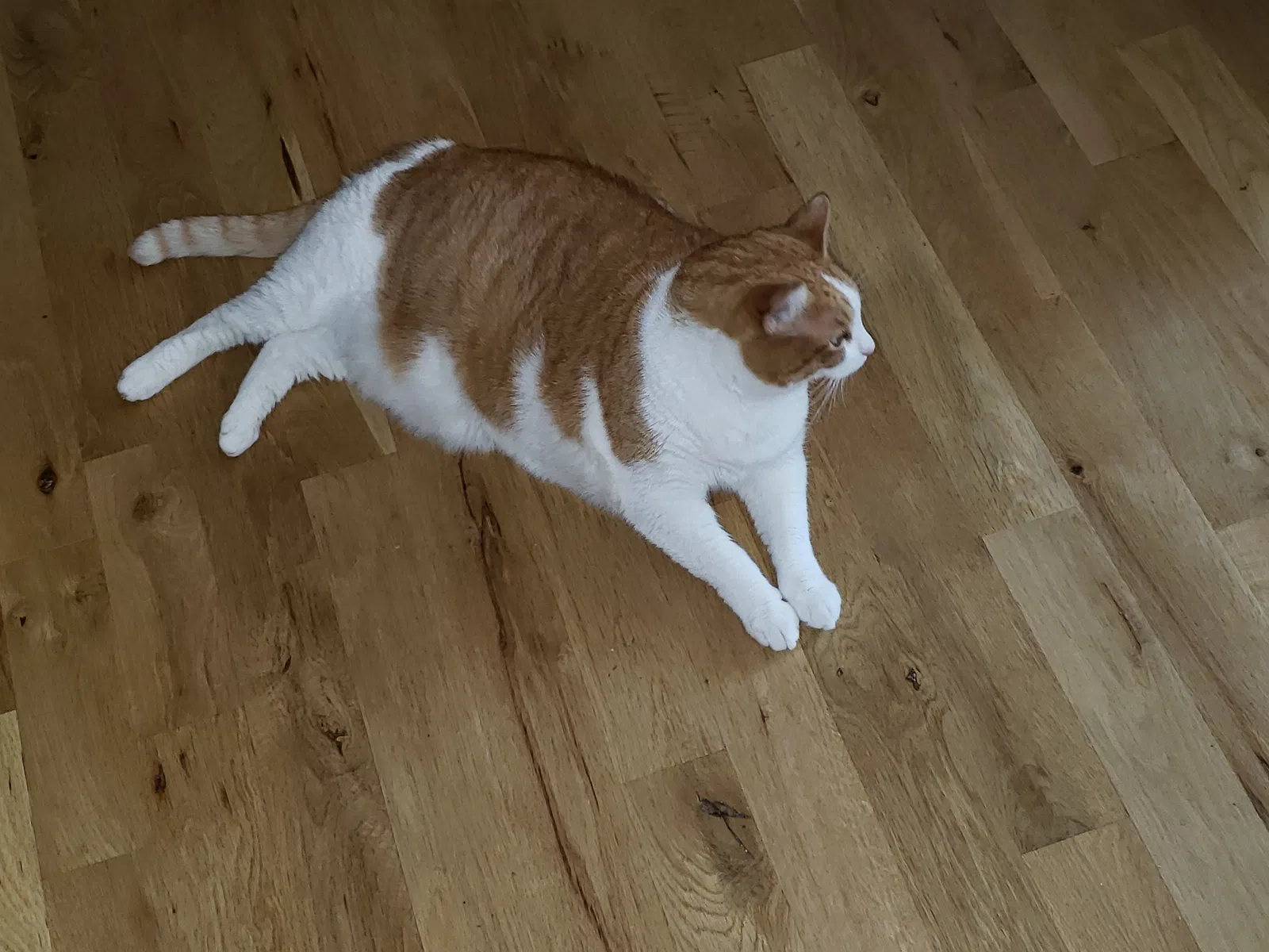 Found cat in Brooklyn, NY, 11205