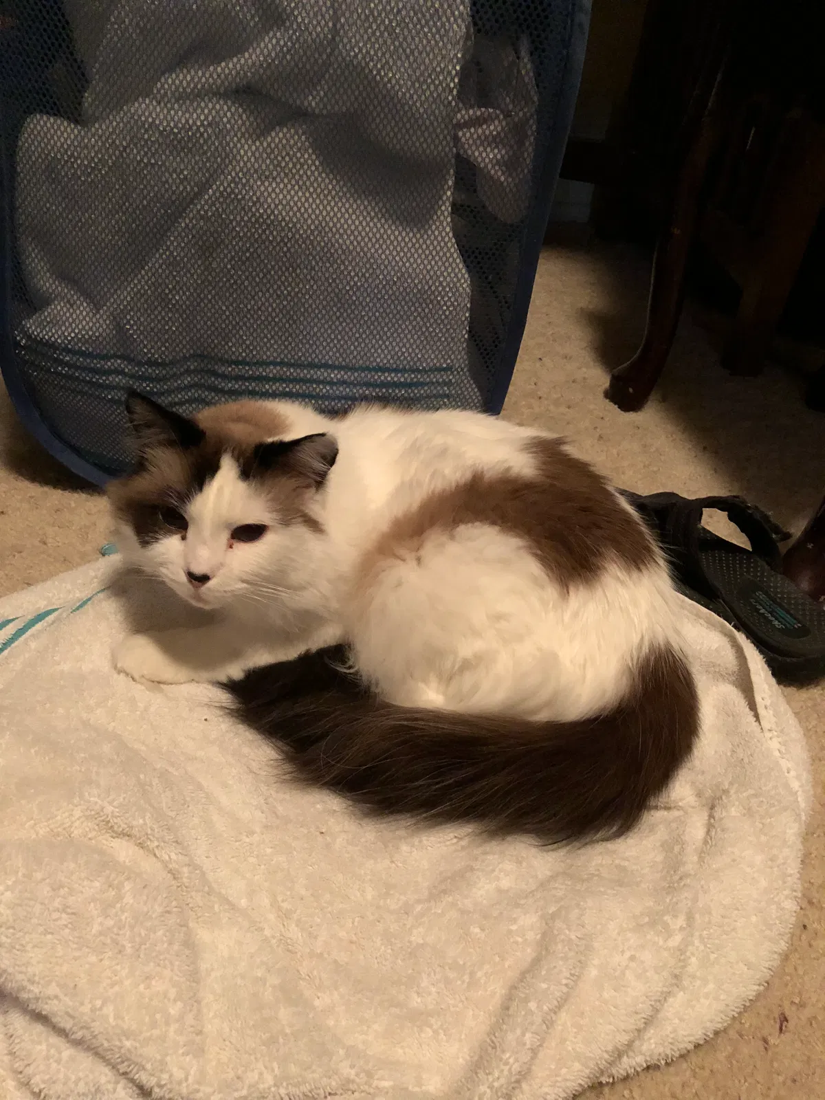 Found cat in Las Vegas, NV, 89121