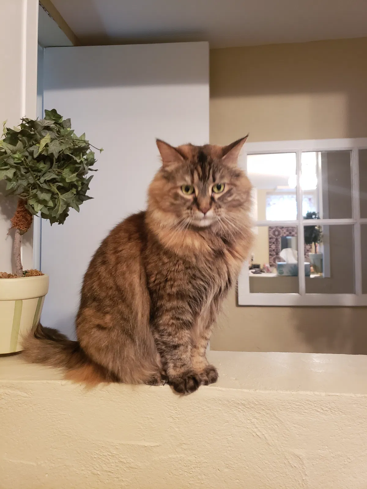 Found cat in Manhasset, NY, 11030