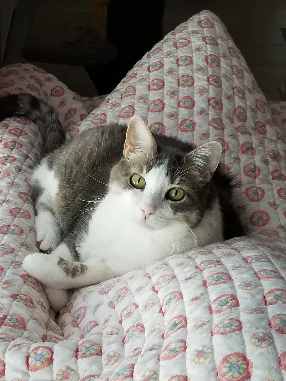 Found cat in North Port, FL, 34288