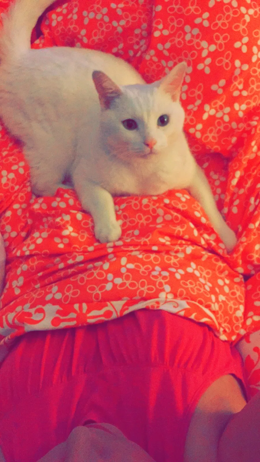 Found cat in Wichita, KS, 67216