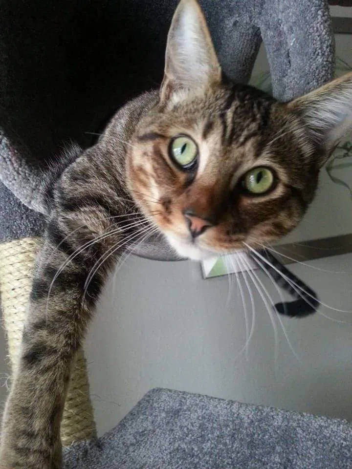 Found cat in Derwood, MD, 20855