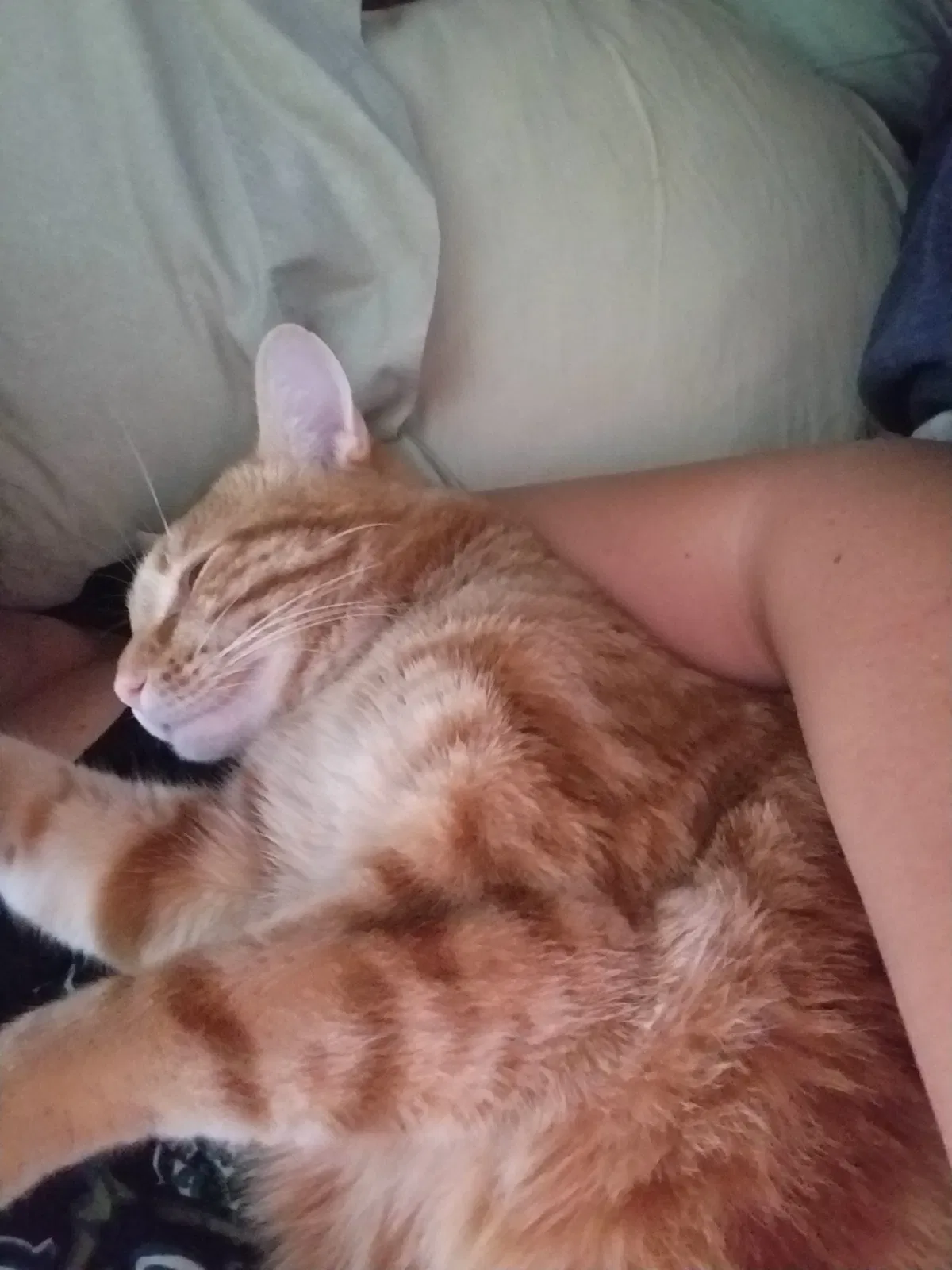 Found cat in Germantown, WI, 53022