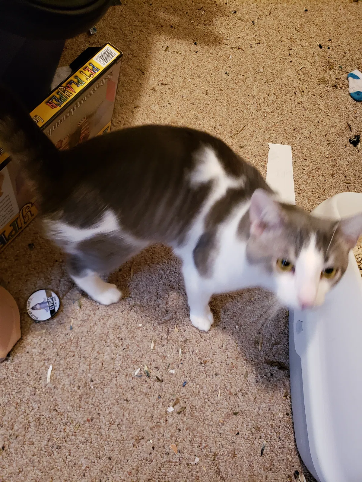 Found cat in Niles, MI, 49120