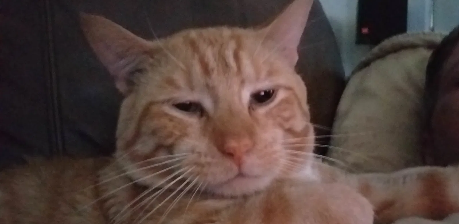 Found Cat