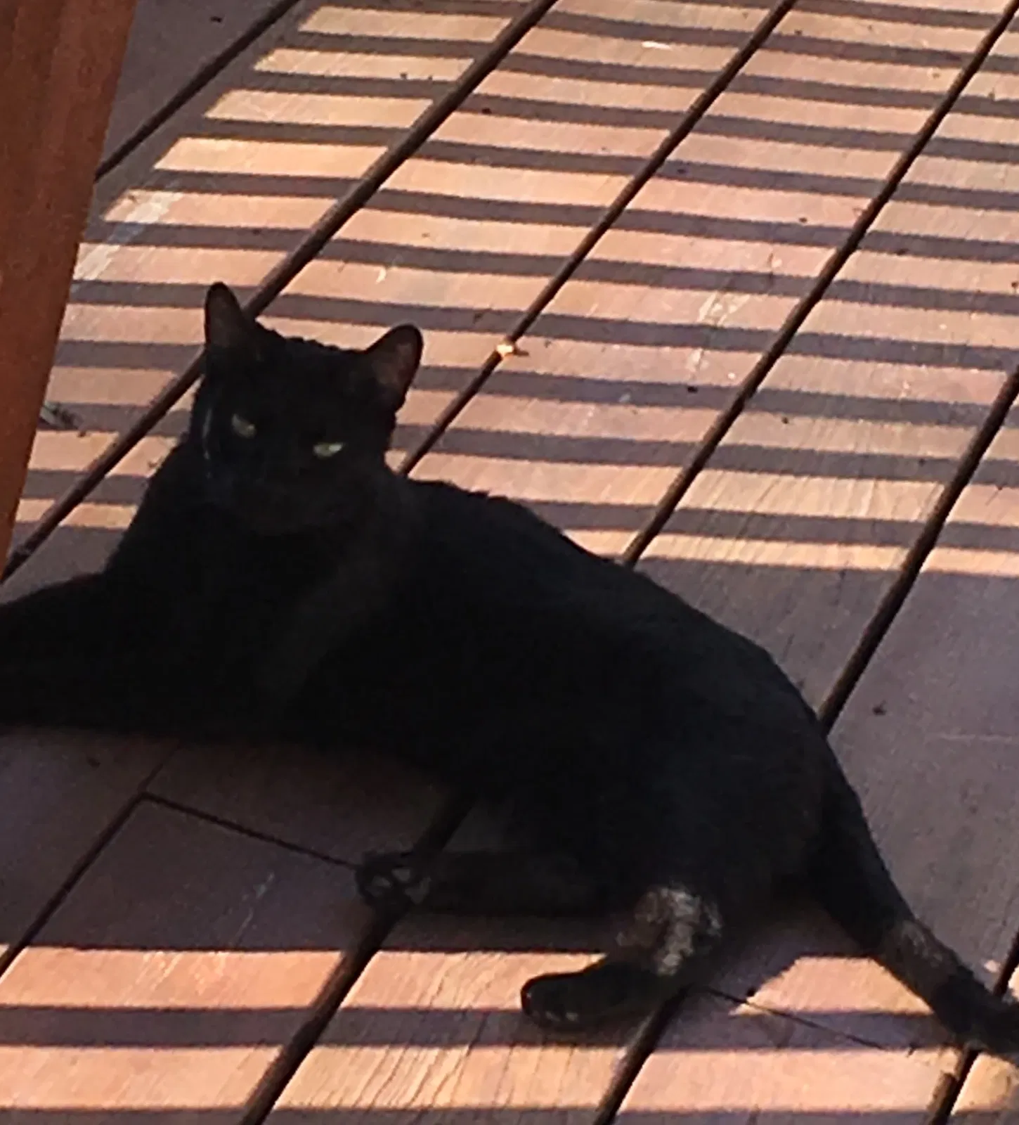 Found cat in Cary, IL, 60013