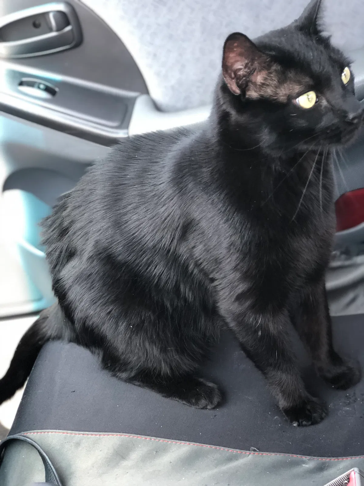 Found cat in Arvada, CO, 80002