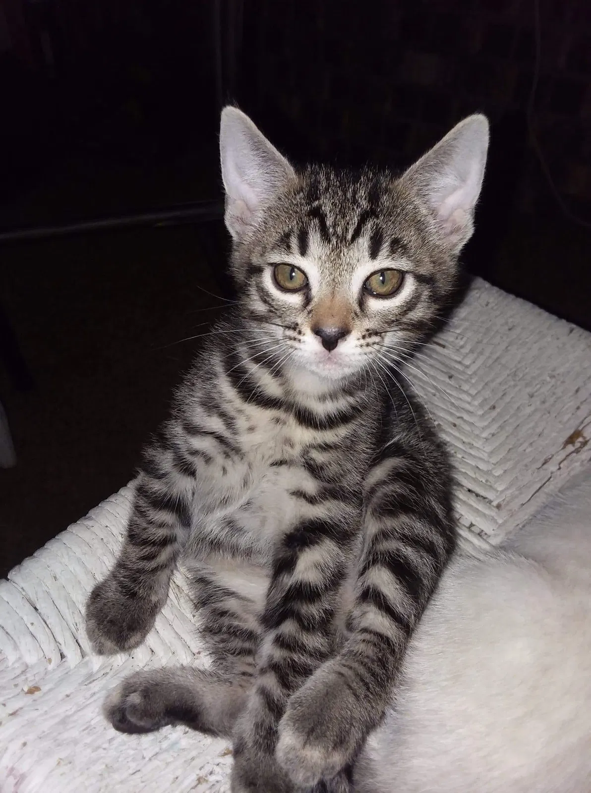 Found cat in State College, PA, 16803