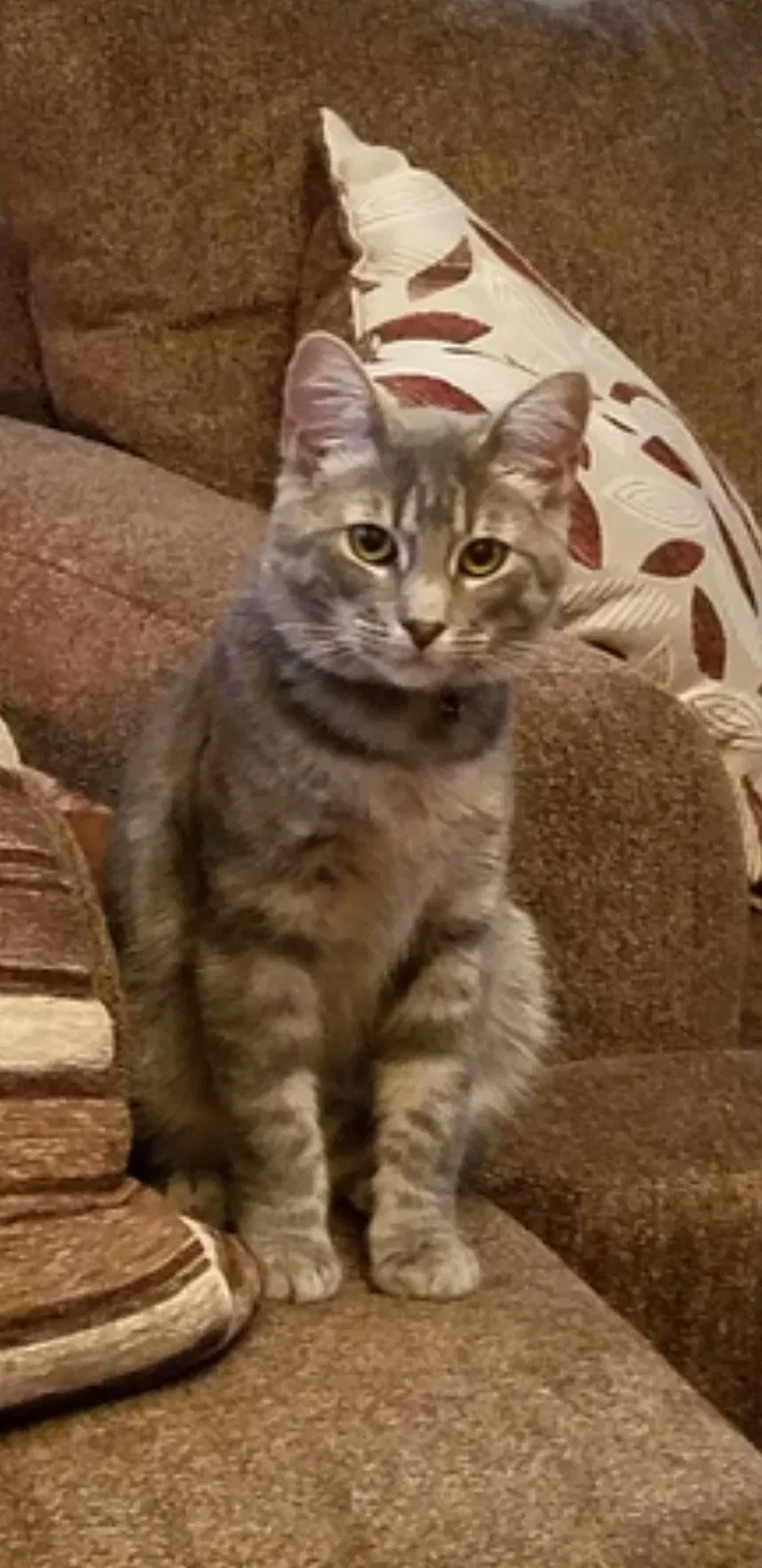 Found cat in San Tan Valley, AZ, 85143