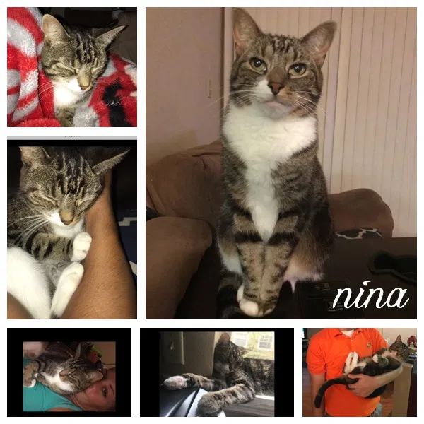 Found cat in Lake Mary, FL, 32746
