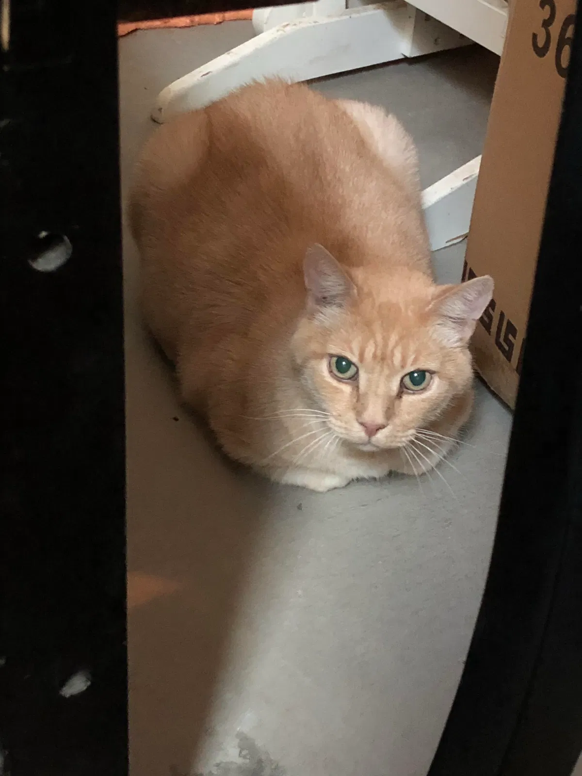 Found cat in Broomfield, CO, 80021