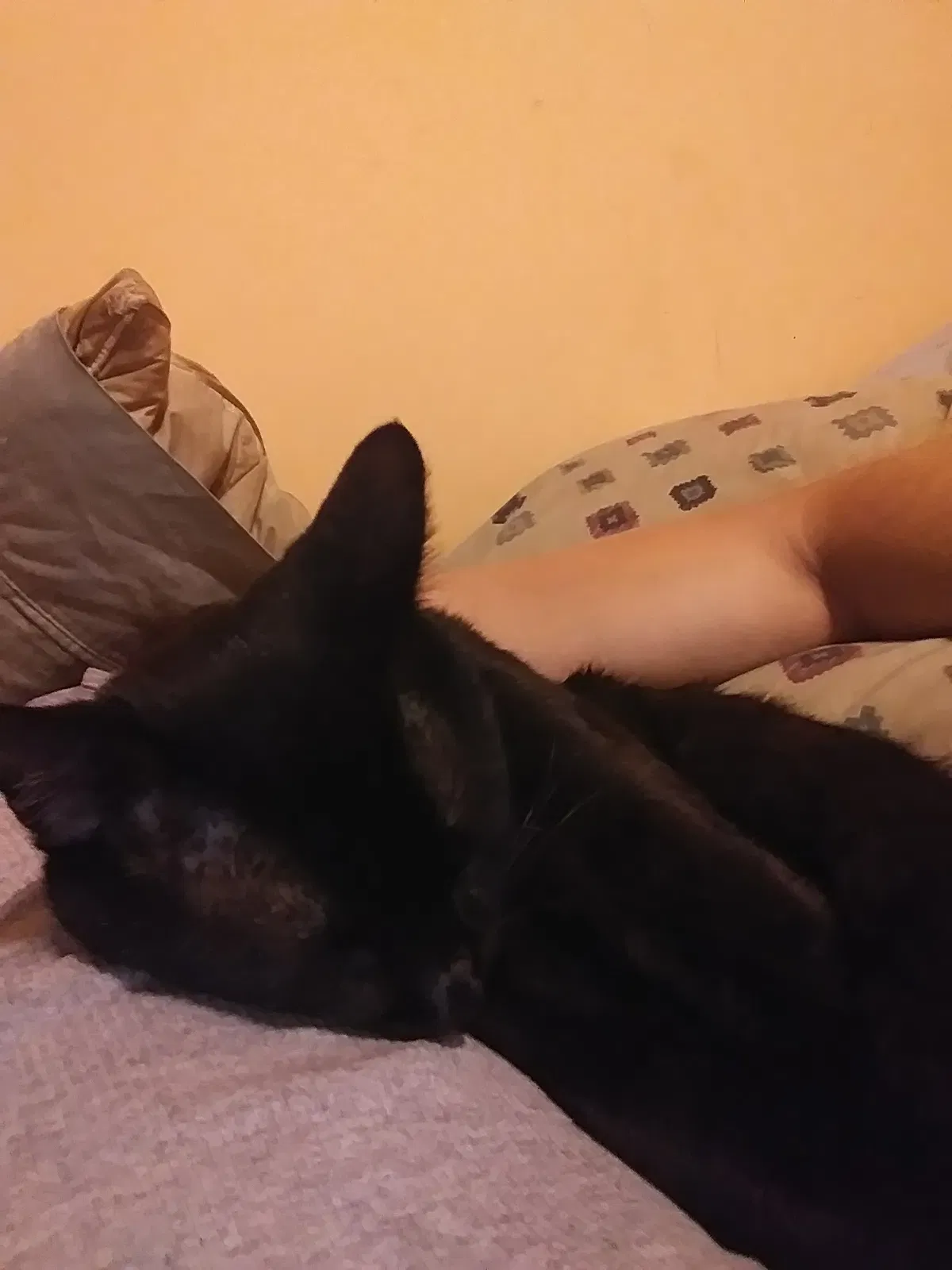 Found cat in Sand Springs, OK, 74063