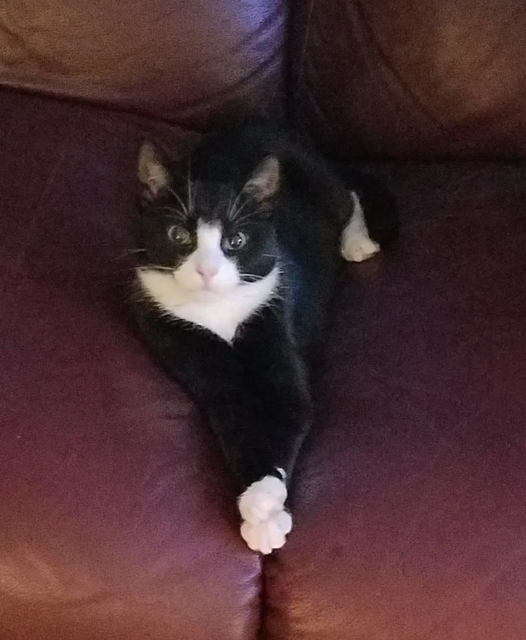 Found cat in New Providence, PA, 17560