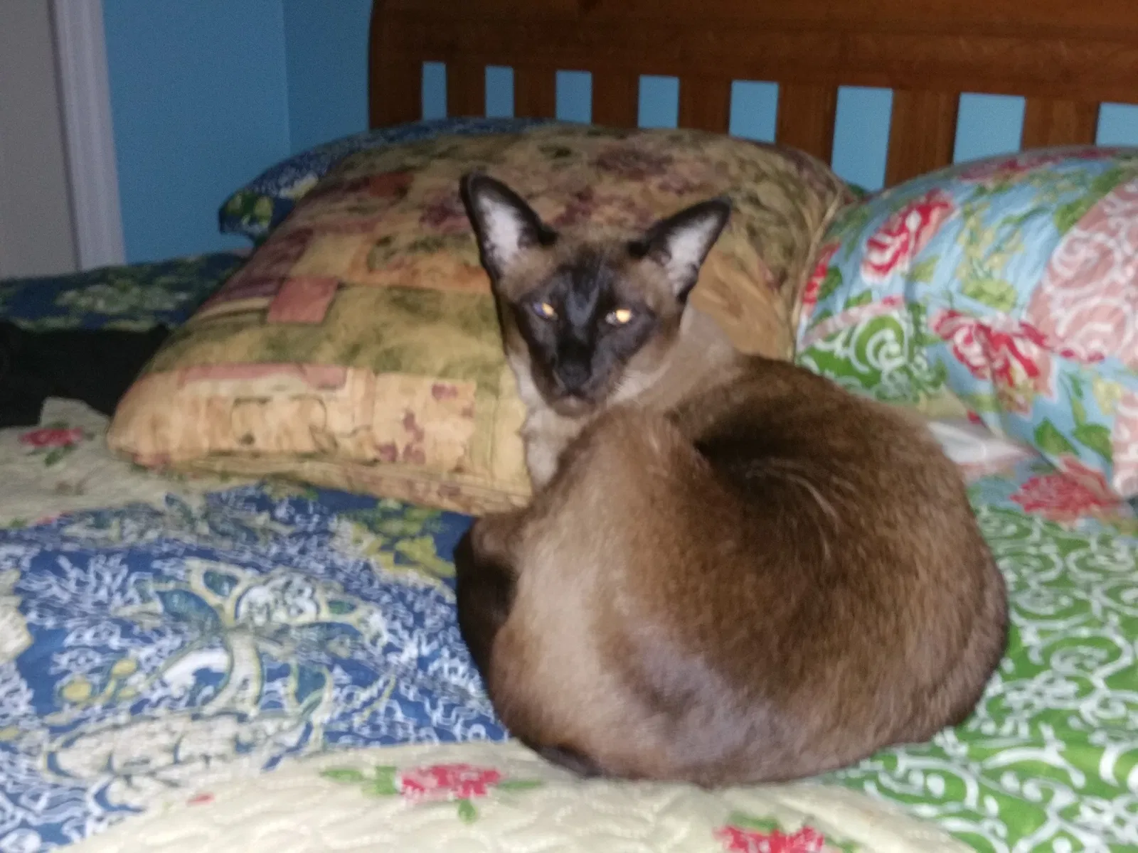 Found cat in Springfield Gardens, NY, 11413