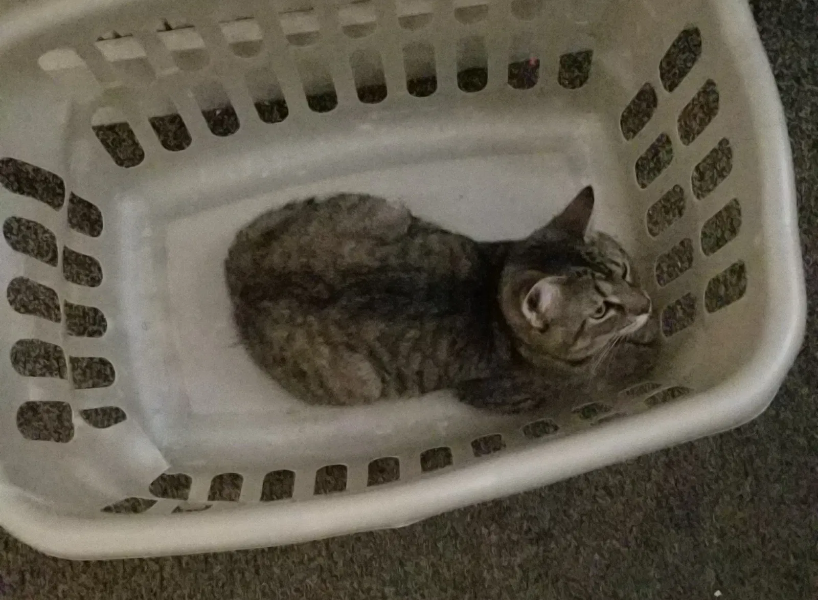 Found cat in Mount Vernon, OH, 43050