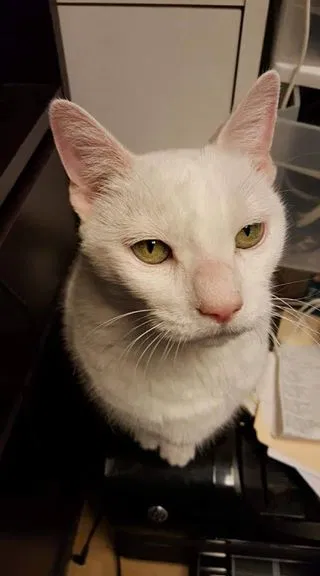 Found cat in Edgewood, MD, 21040