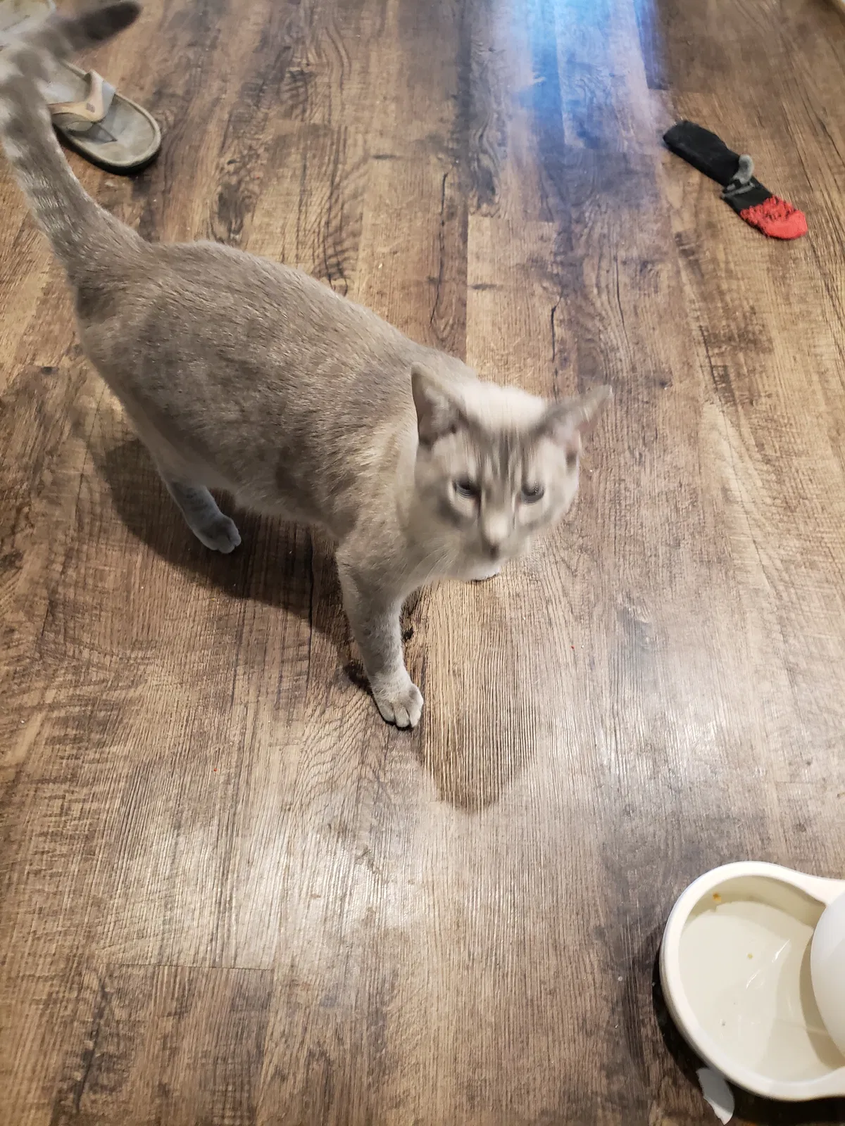 Found Cat