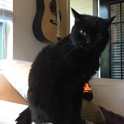 Found cat in Dallas, TX, 75209
