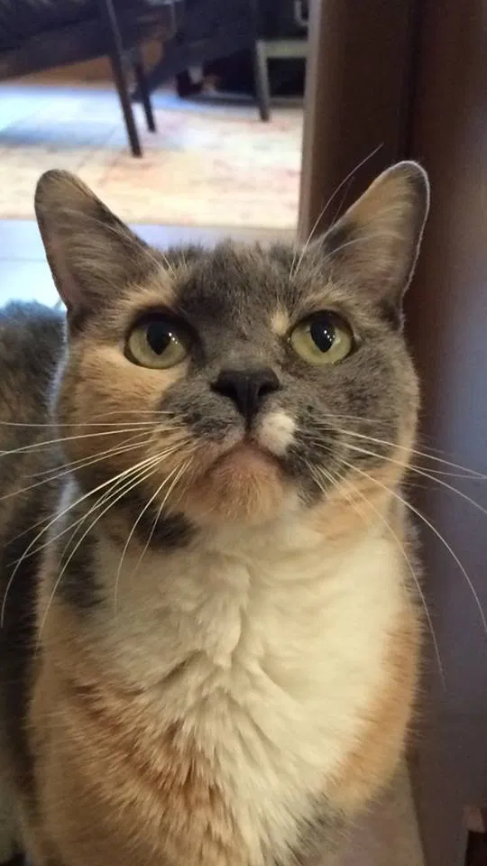 Found cat in Mesa, AZ, 85207