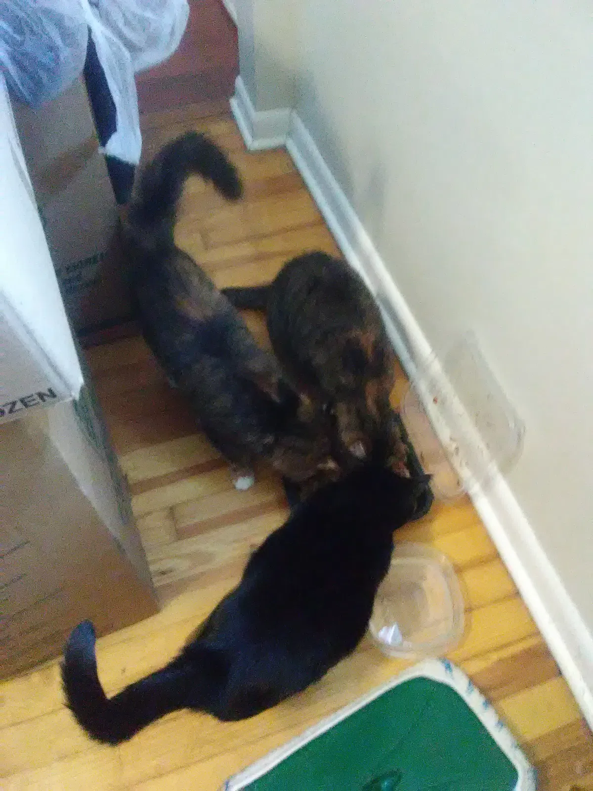 Found cat in Pittsburgh, PA, 15204