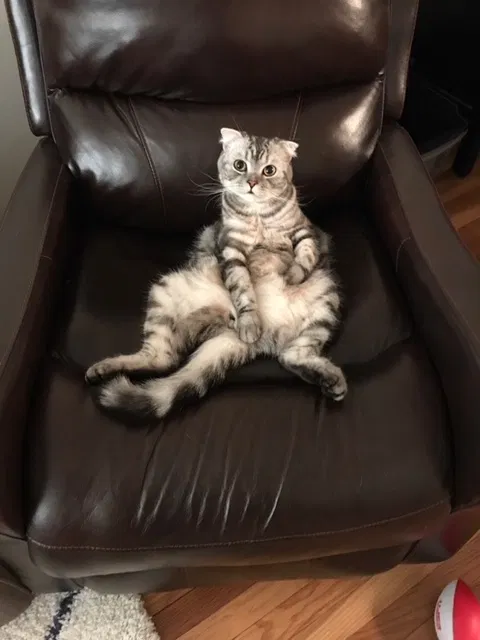 Found cat in Bayside, NY, 11360