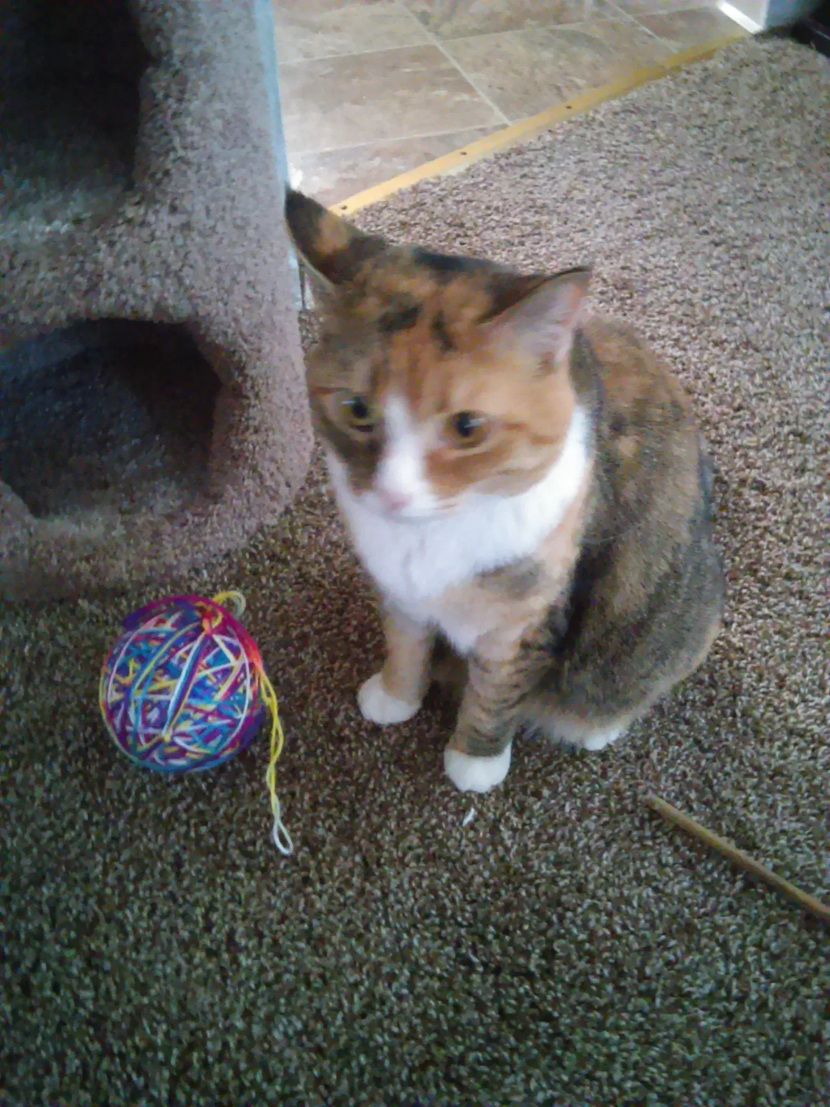 Found cat in Portland, OR, 97222