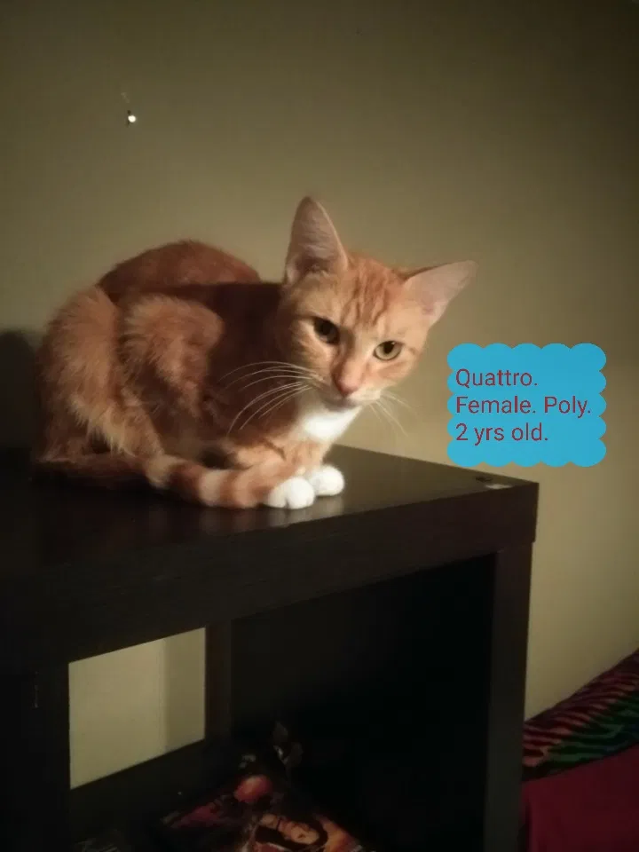 Found cat in Panama City, FL, 32404