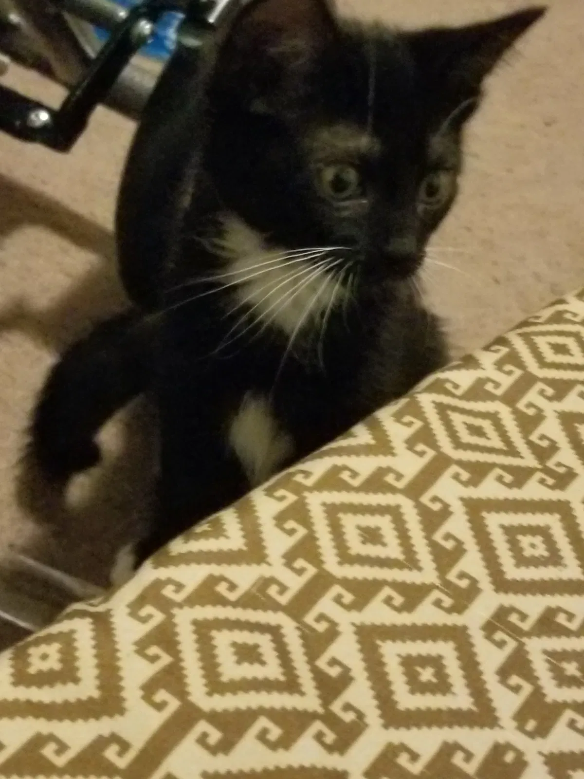Found cat in Clearfield, UT, 84015