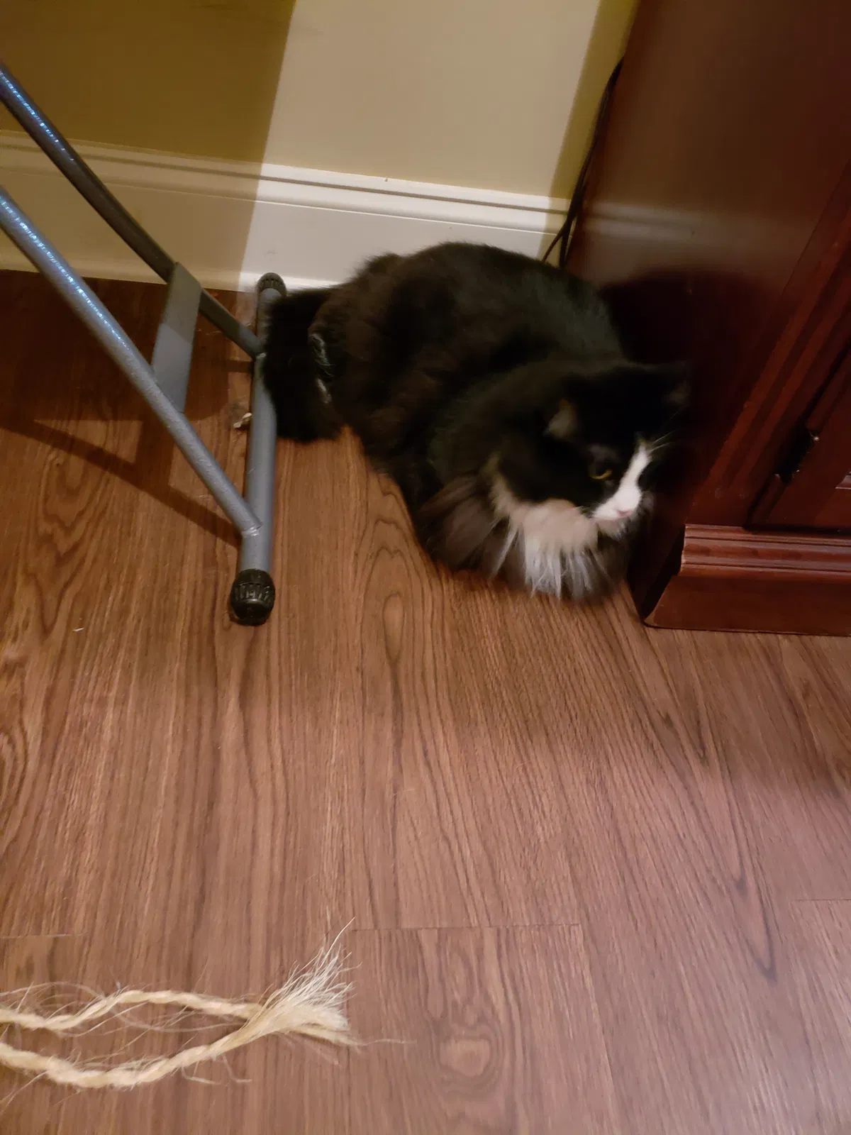 Found cat in Hoschton, GA, 30548