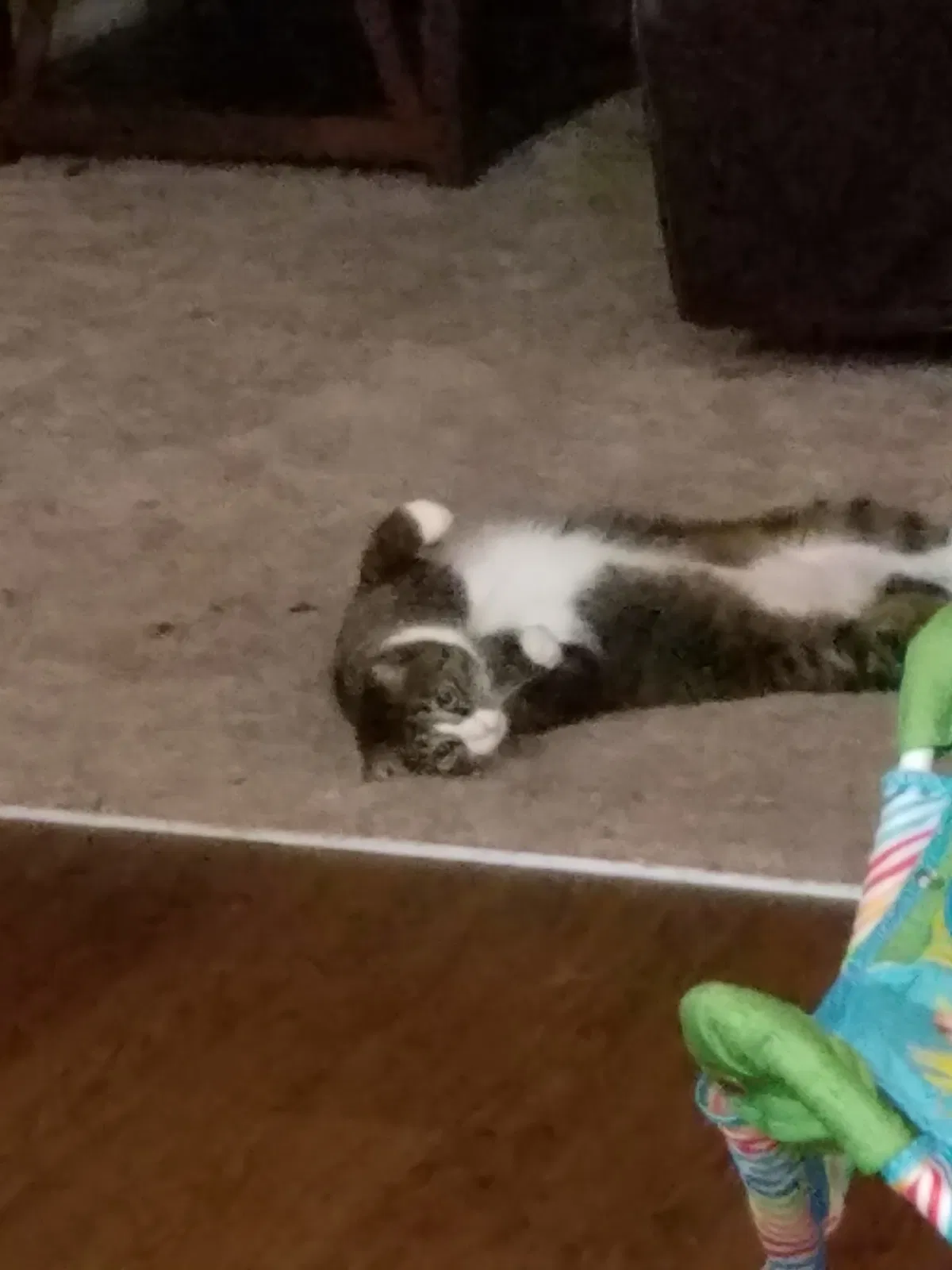 Found cat in Hoschton, GA, 30548