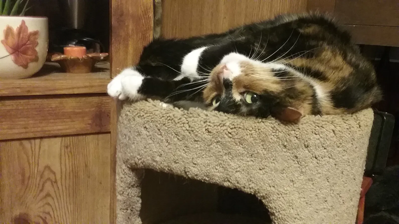 Found cat in Lexington, NC, 27295