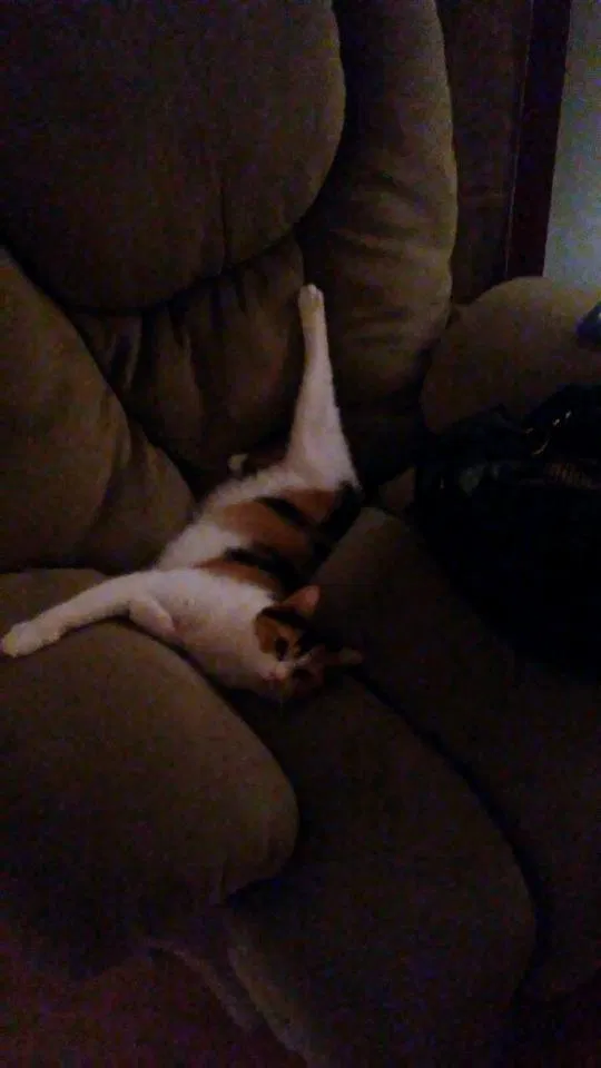 Found cat in Moyock, NC, 27958