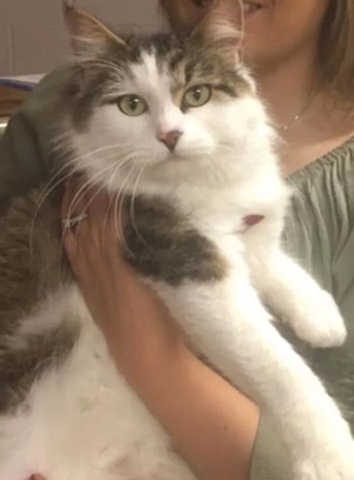 Found cat in Dora, AL, 35062