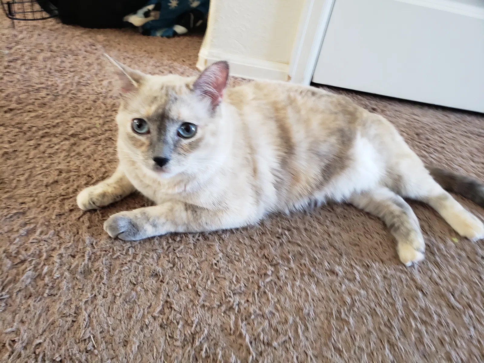 Found cat in Greeley, CO, 80634