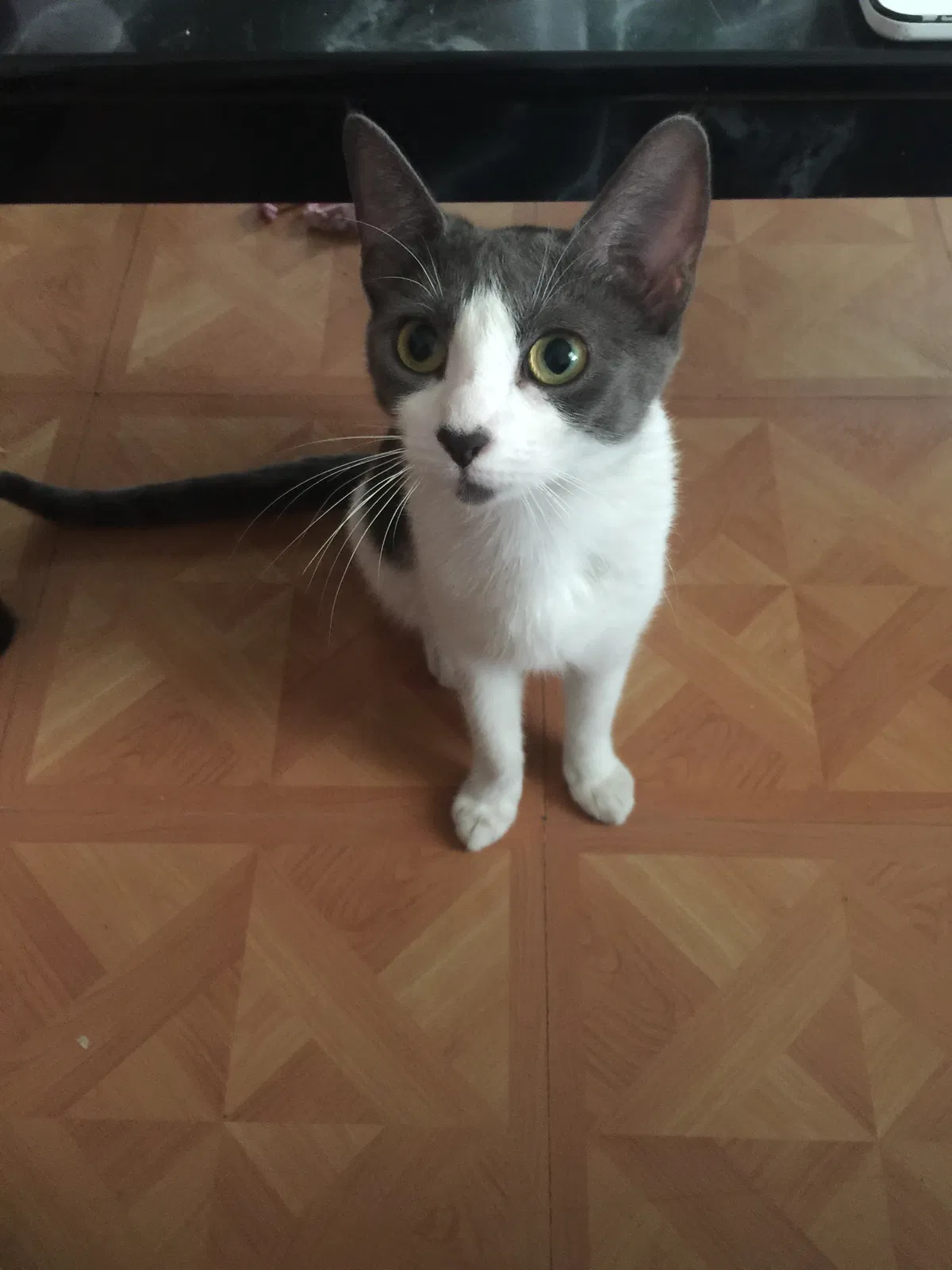 Found cat in Paterson, NJ, 7502