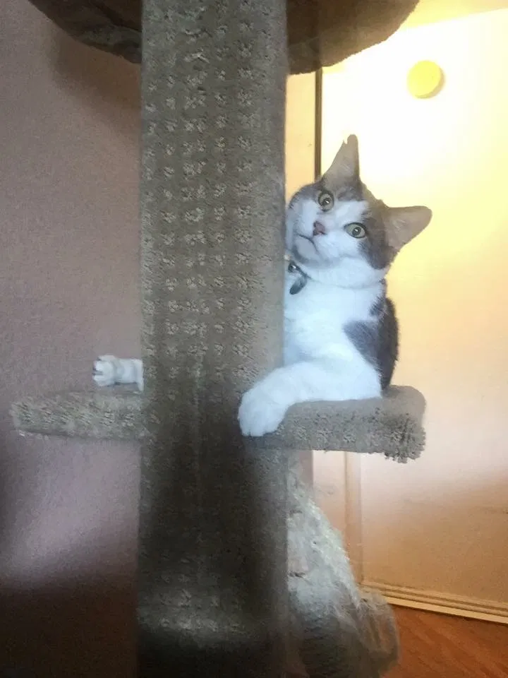 Found cat in Chandler, AZ, 85286