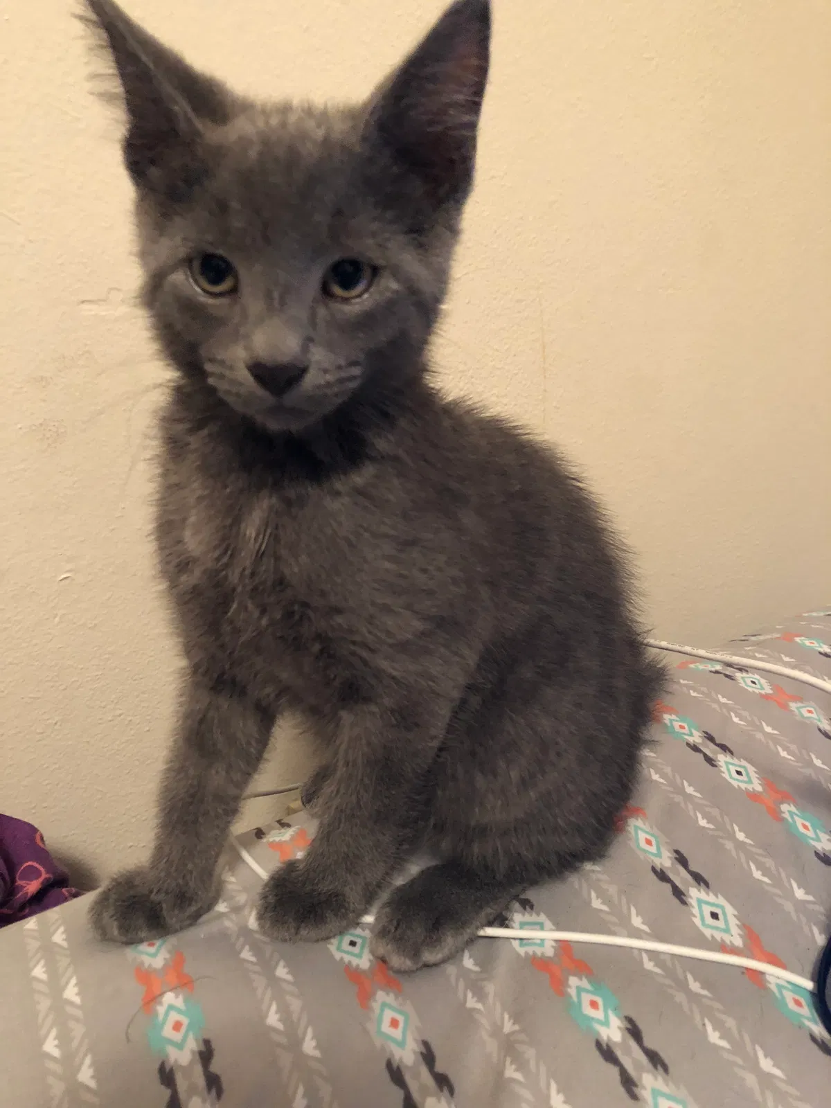 Found cat in Lakewood, WA, 98499