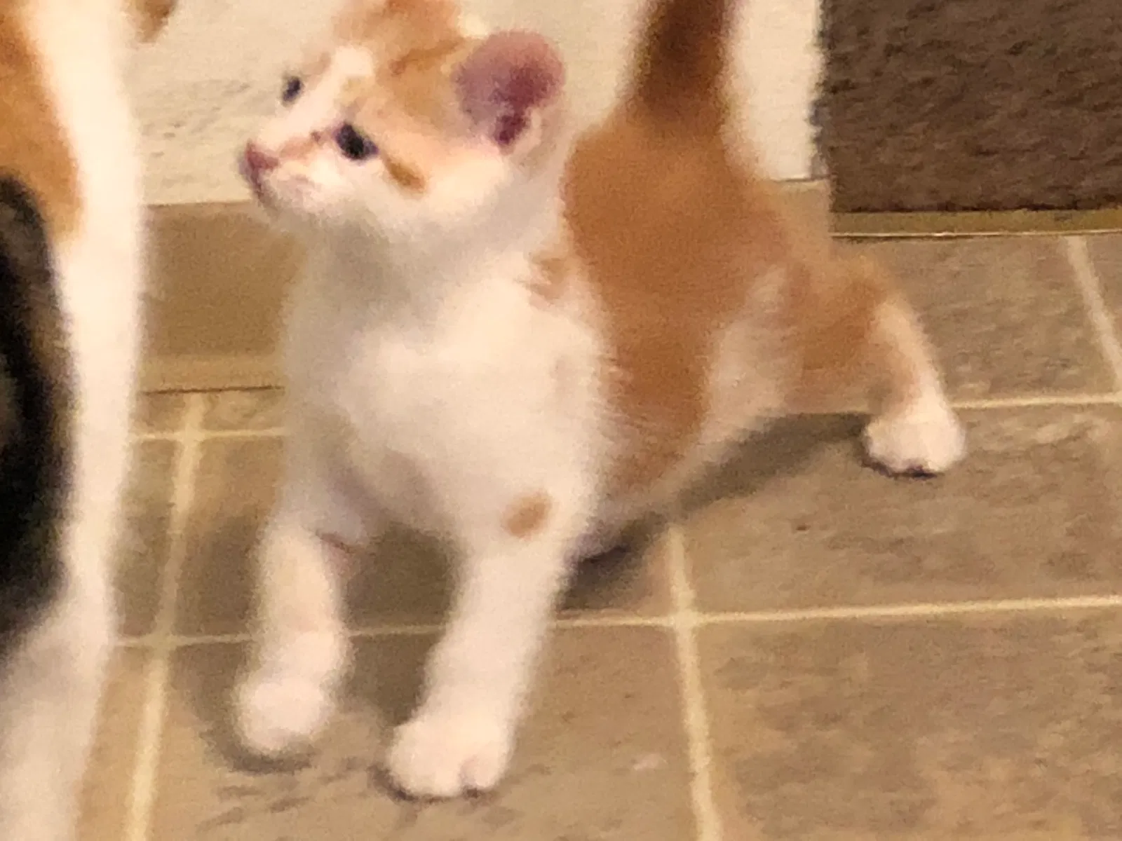 Found cat in Lakewood, WA, 98499