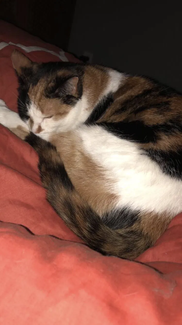 Found cat in Knoxville, TN, 37918