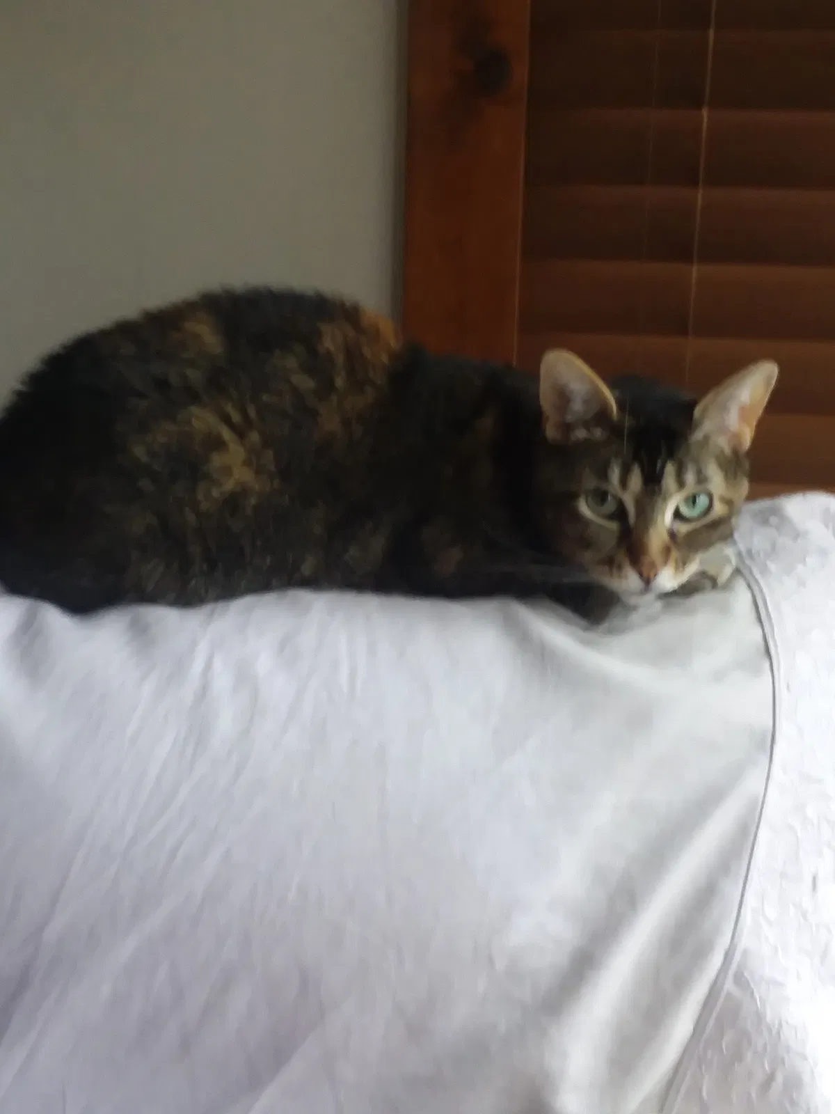 Found cat in Saginaw, MI, 48609