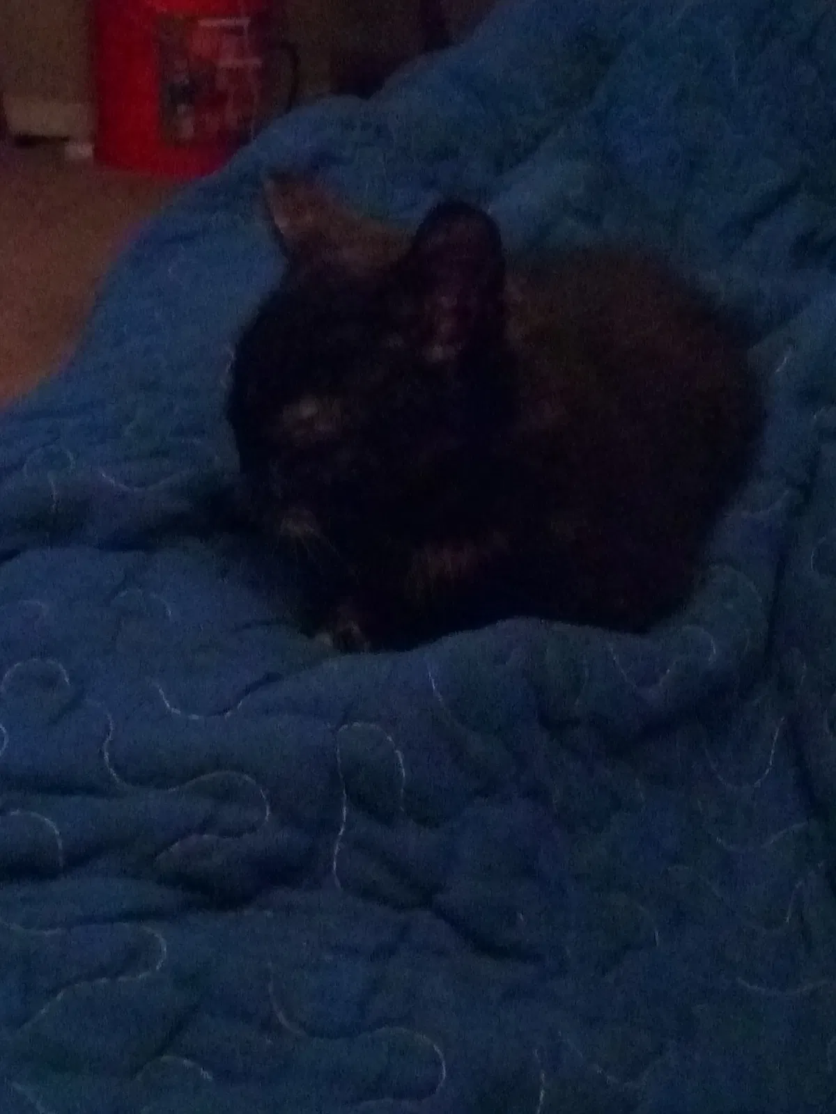 Found cat in Richmond, VA, 23223