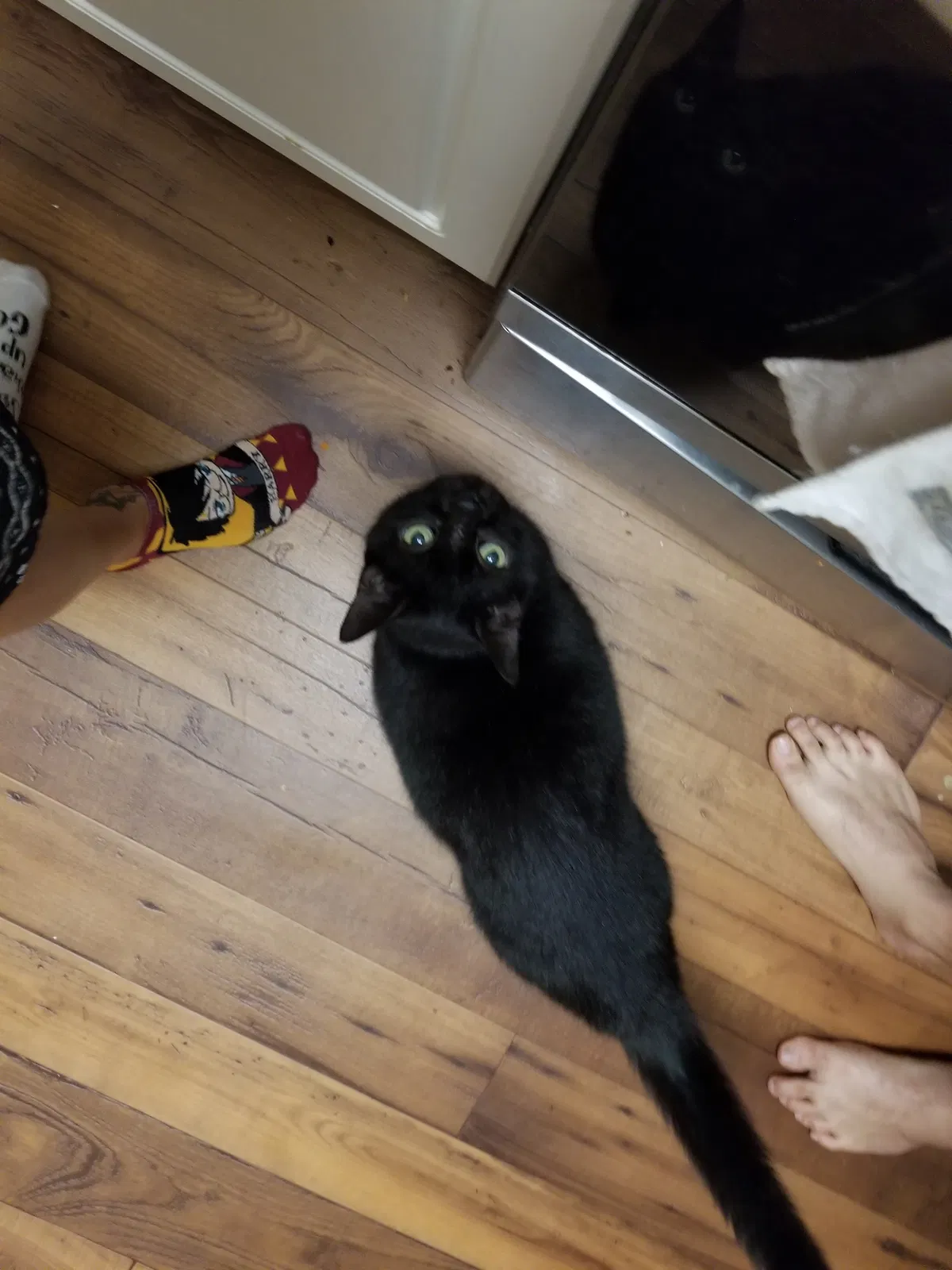 Found cat in Marietta, GA, 30066