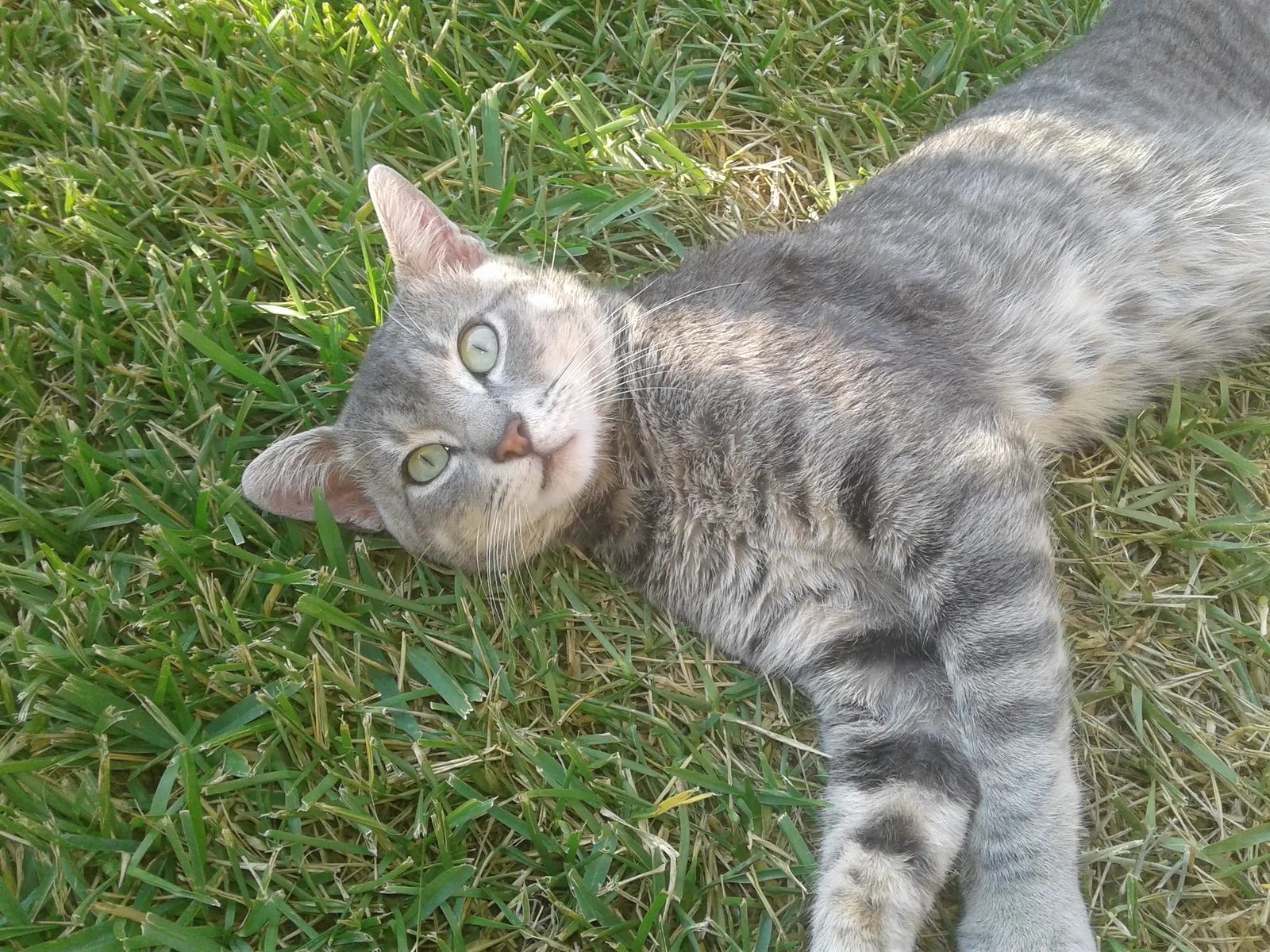 Found cat in Baytown, TX, 77521
