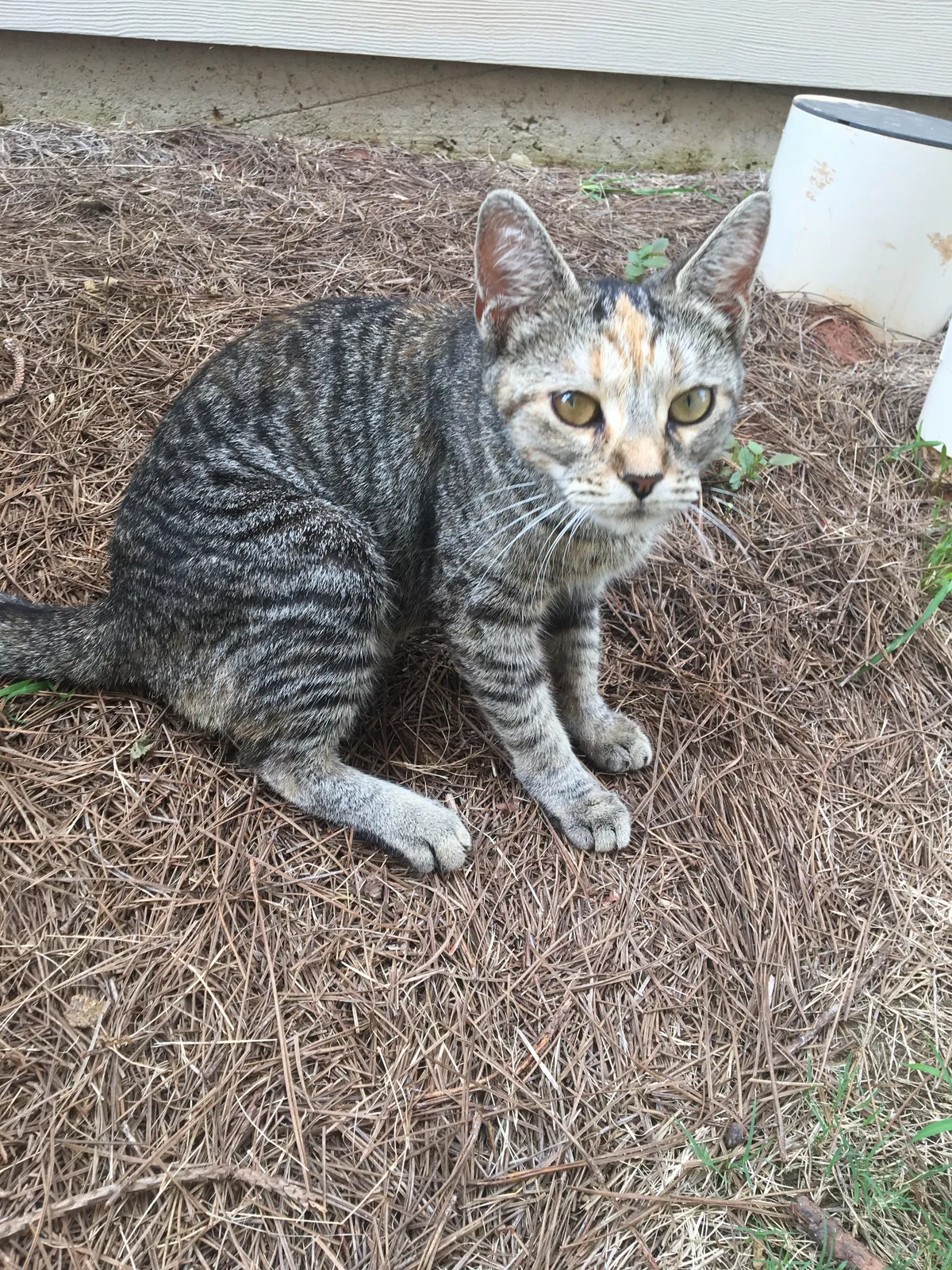 Found cat in Mcdonough, GA, 30253