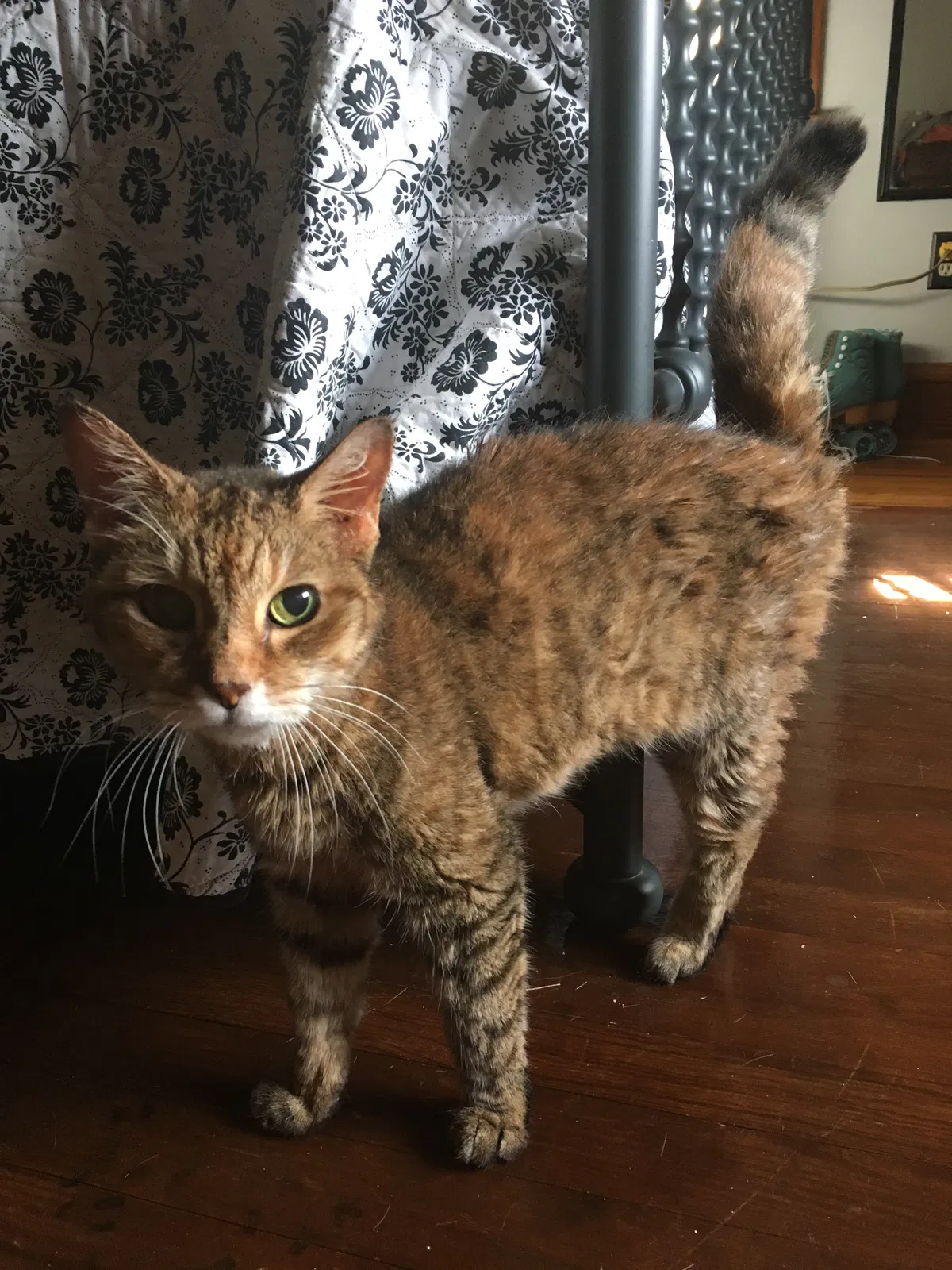 Found cat in Lansdale, PA, 19446