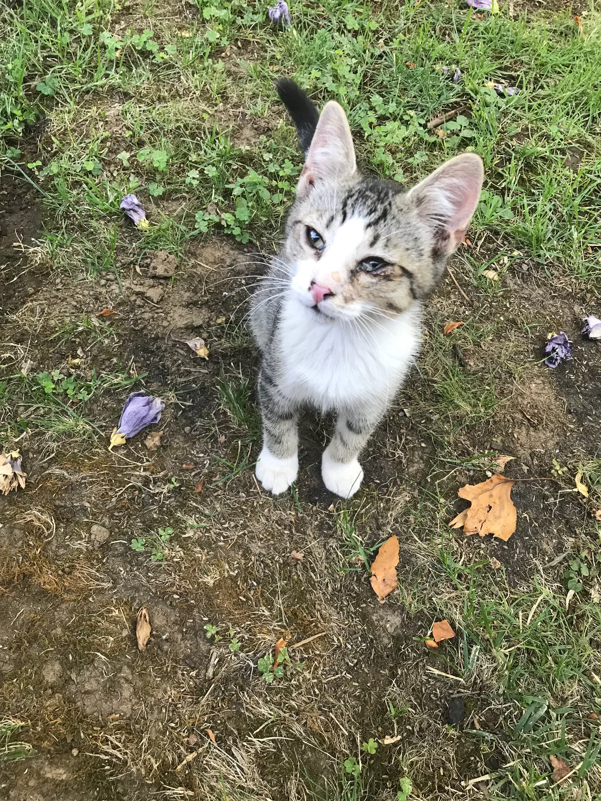 Found cat in Gridley, CA, 95948