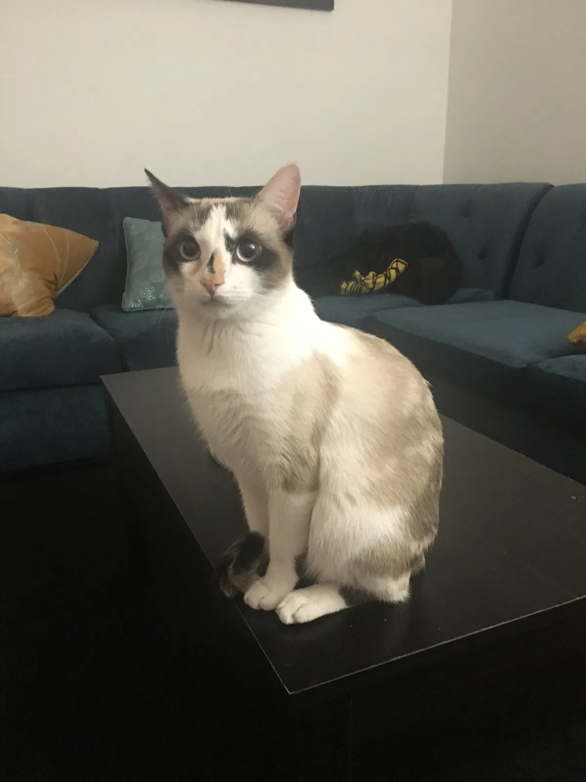 Found cat in Las Vegas, NV, 89121