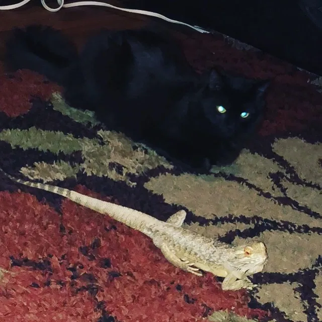 Found cat in Las Vegas, NV, 89119