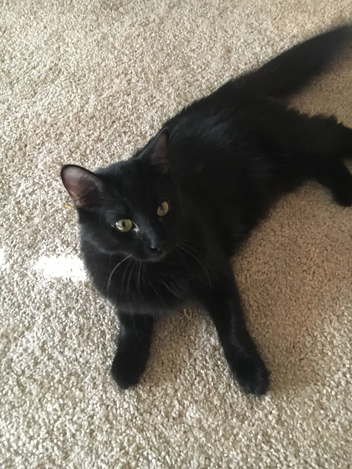 Found cat in Mesa, AZ, 85209